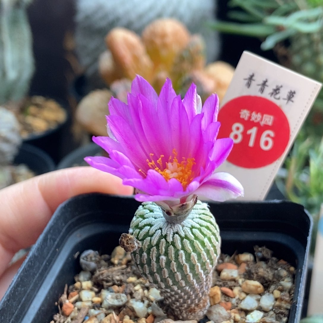 实生德系红花精巧殿2.1cm