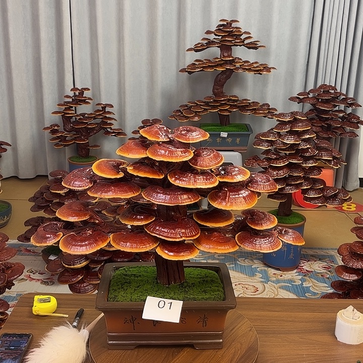 灵芝盆景8888885588