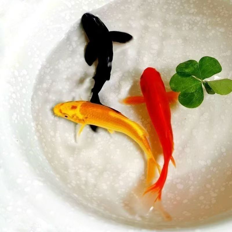 精品锦鲤金鱼观赏鱼冷水鱼
