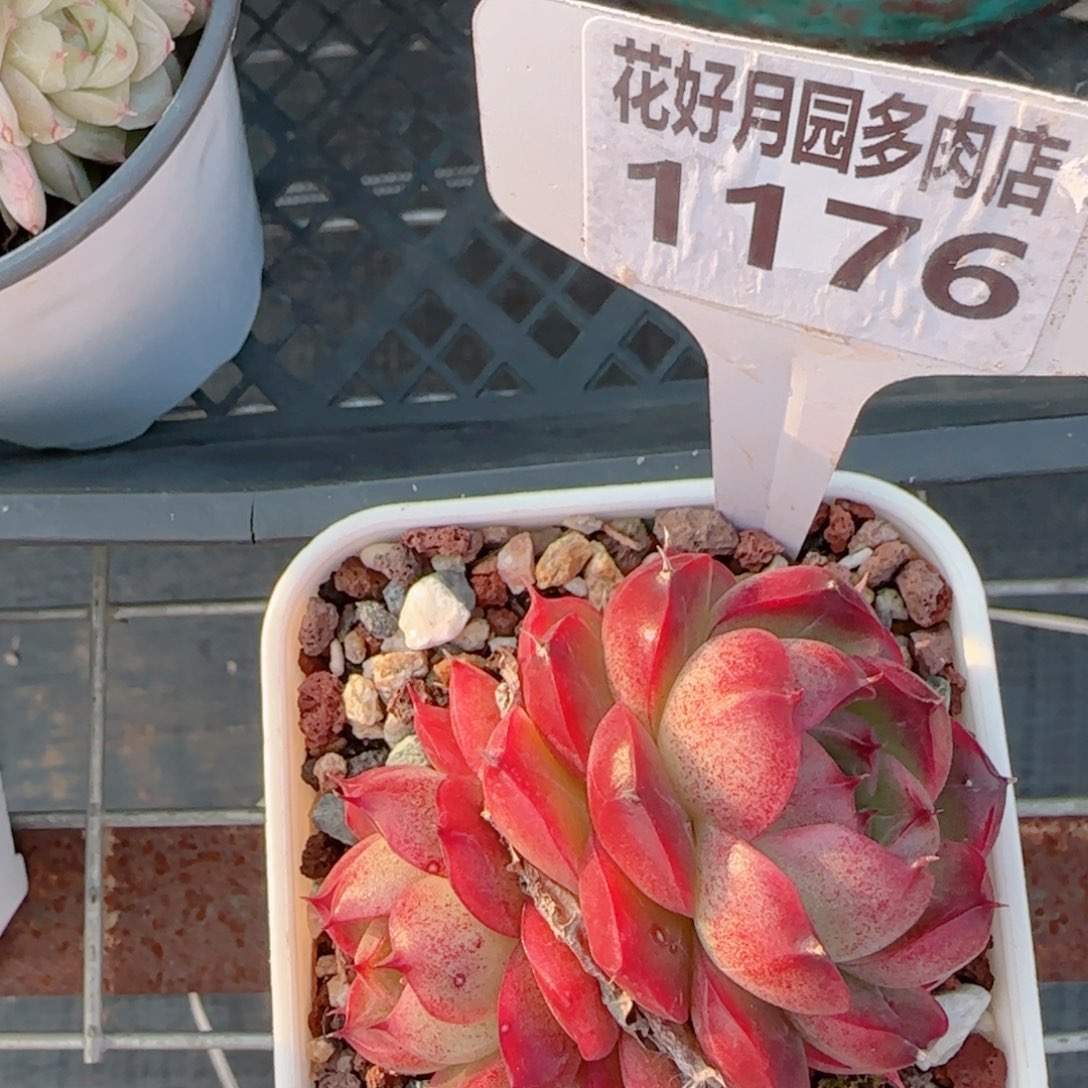多肉植物1176………….