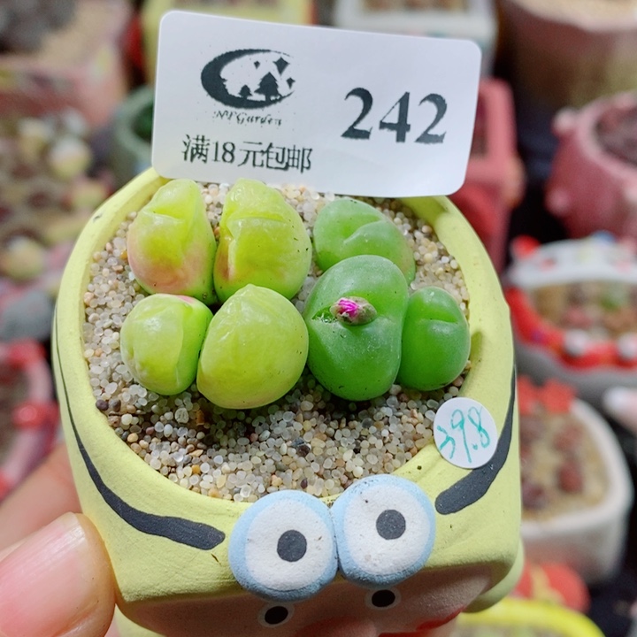生石花花花花花花花花242