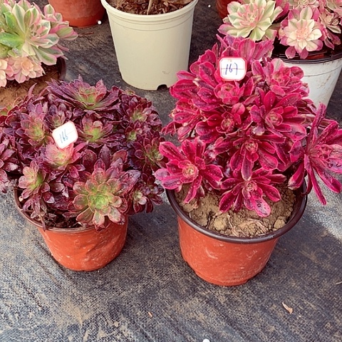 组合多肉法师166，167号