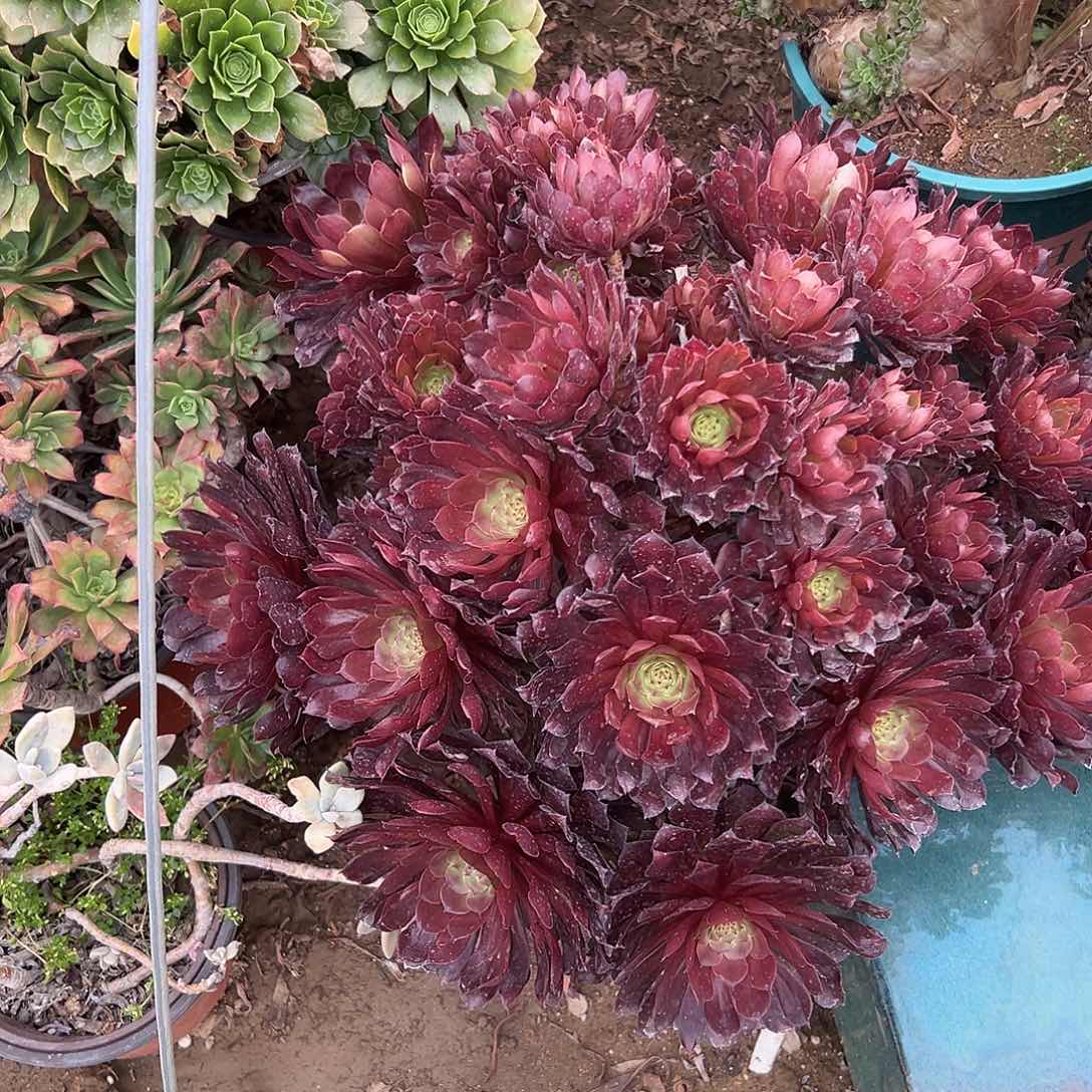 多肉植物大颗红铜壶