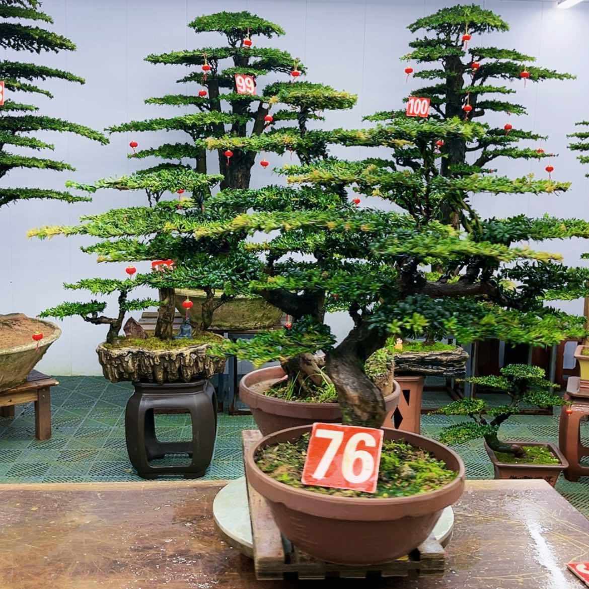 【闪购商品】罗汉松盆景艺术的发展历程