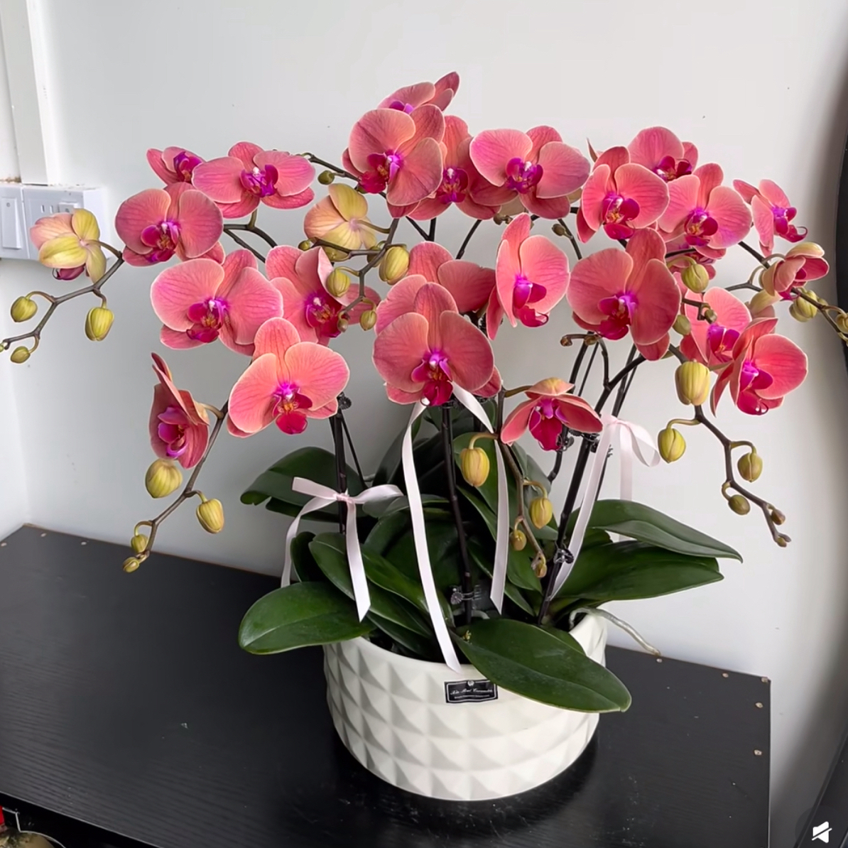 【小桔灯】花苞株 蝴蝶兰 3.5寸杯 三花剑发货