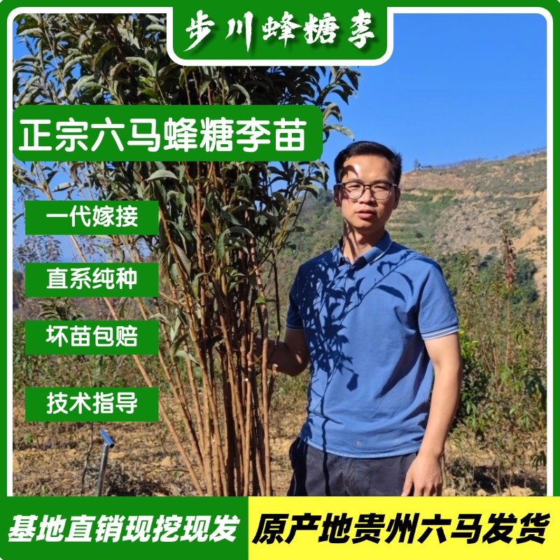 【步川蜂糖李】贵州六马正宗蜂糖李苗一代嫁接苗土栽盆栽李子树苗