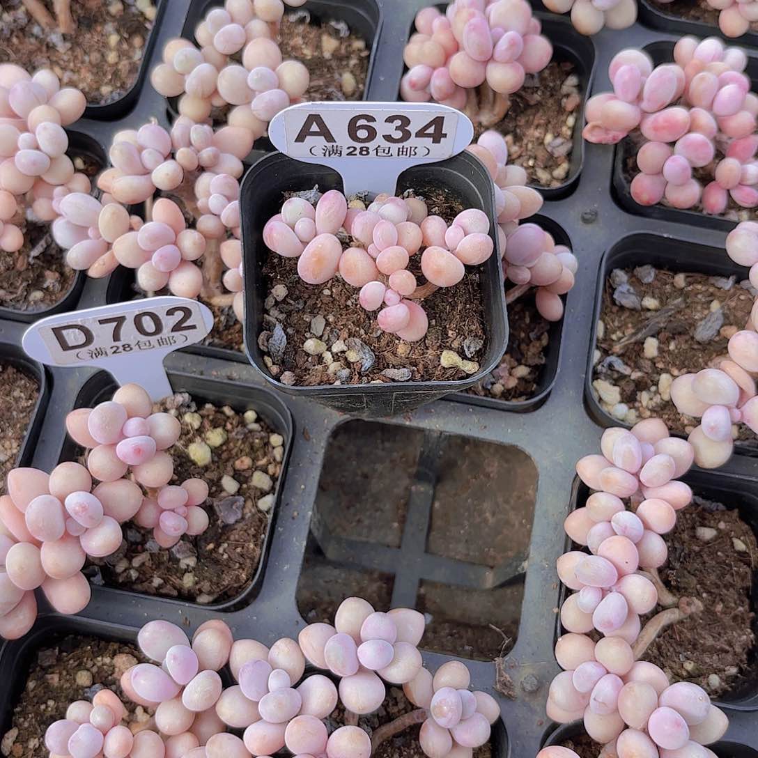 Y**oA634糖果桃蛋一物一拍