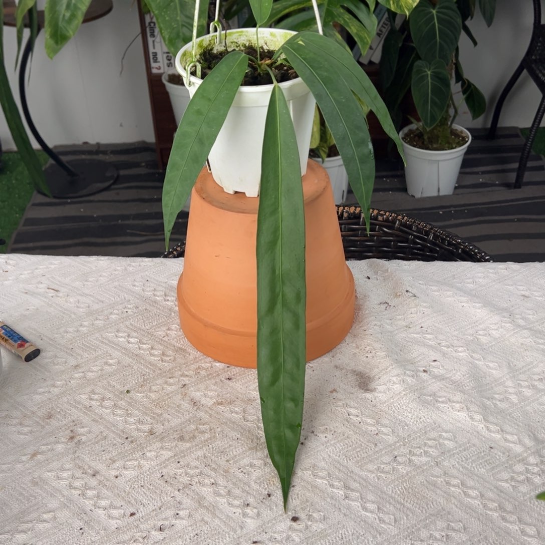 完全开放温蒂叶长38