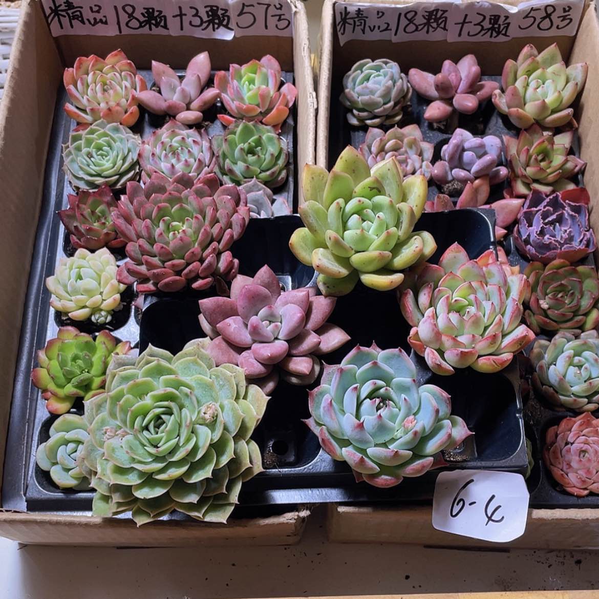 【闪购商品】6颗-4号约5厘米