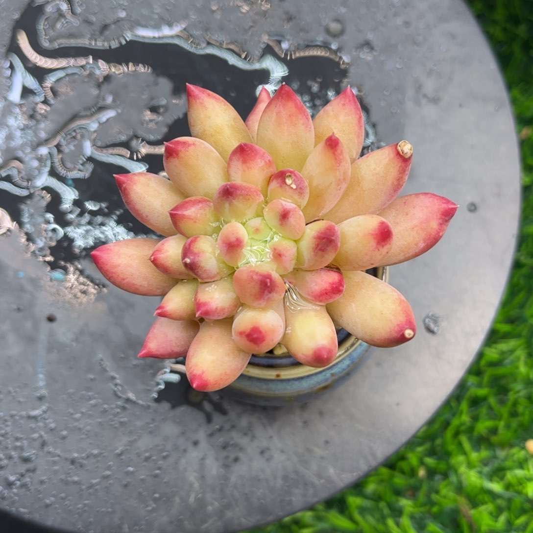 岩字老桩微瑕福利