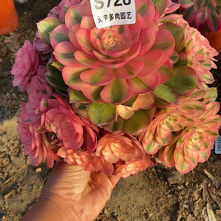 多肉植物荔枝728多肉