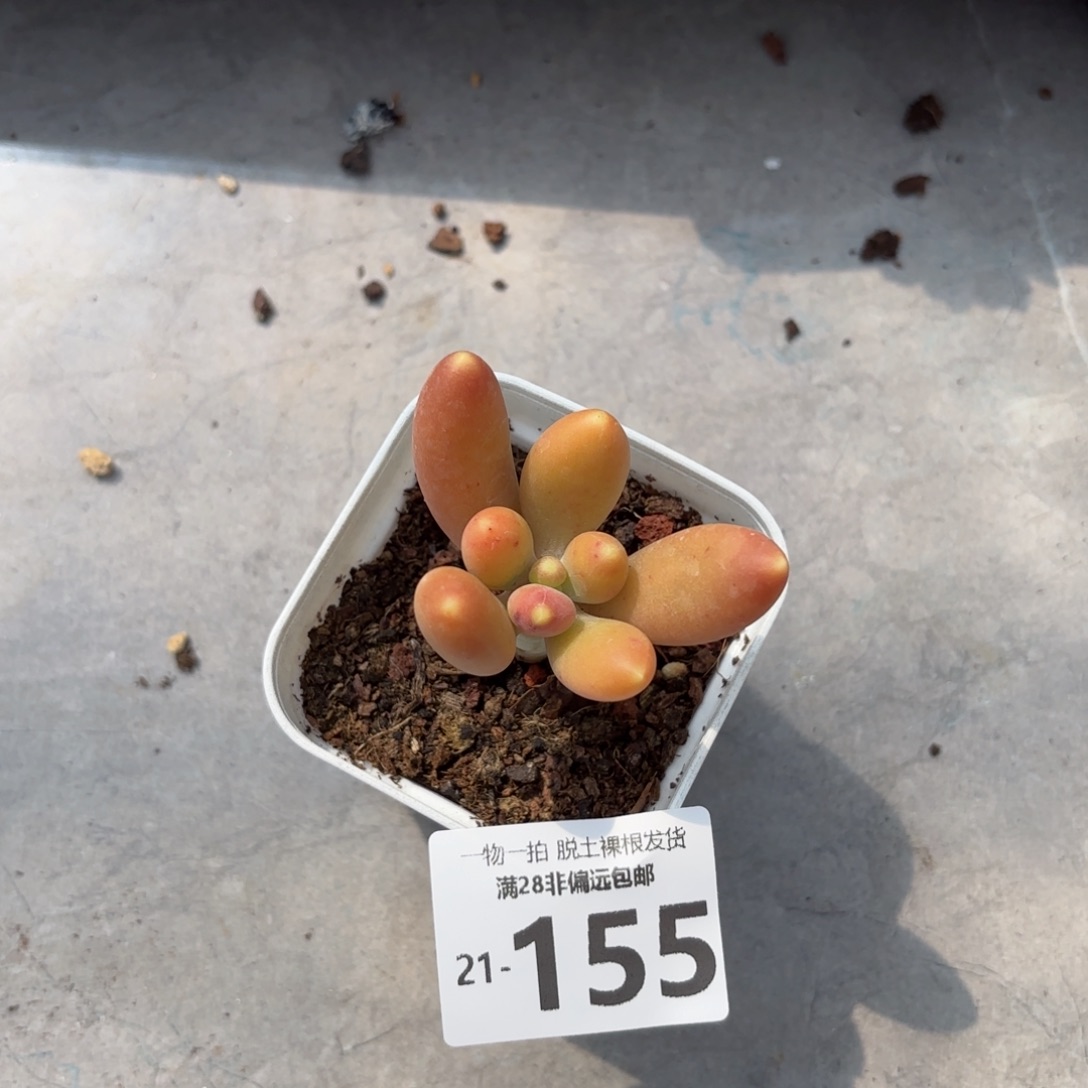 金蟾单头多肉多肉多肉