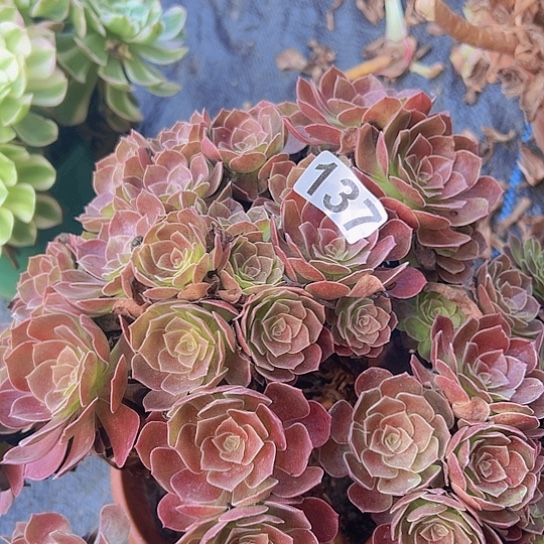 芳****多肉植物一个沙拉碗