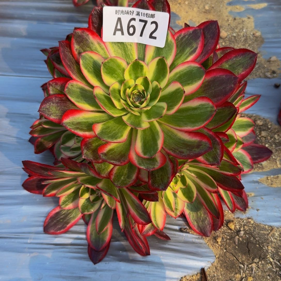 红*672荔枝寄养到秋