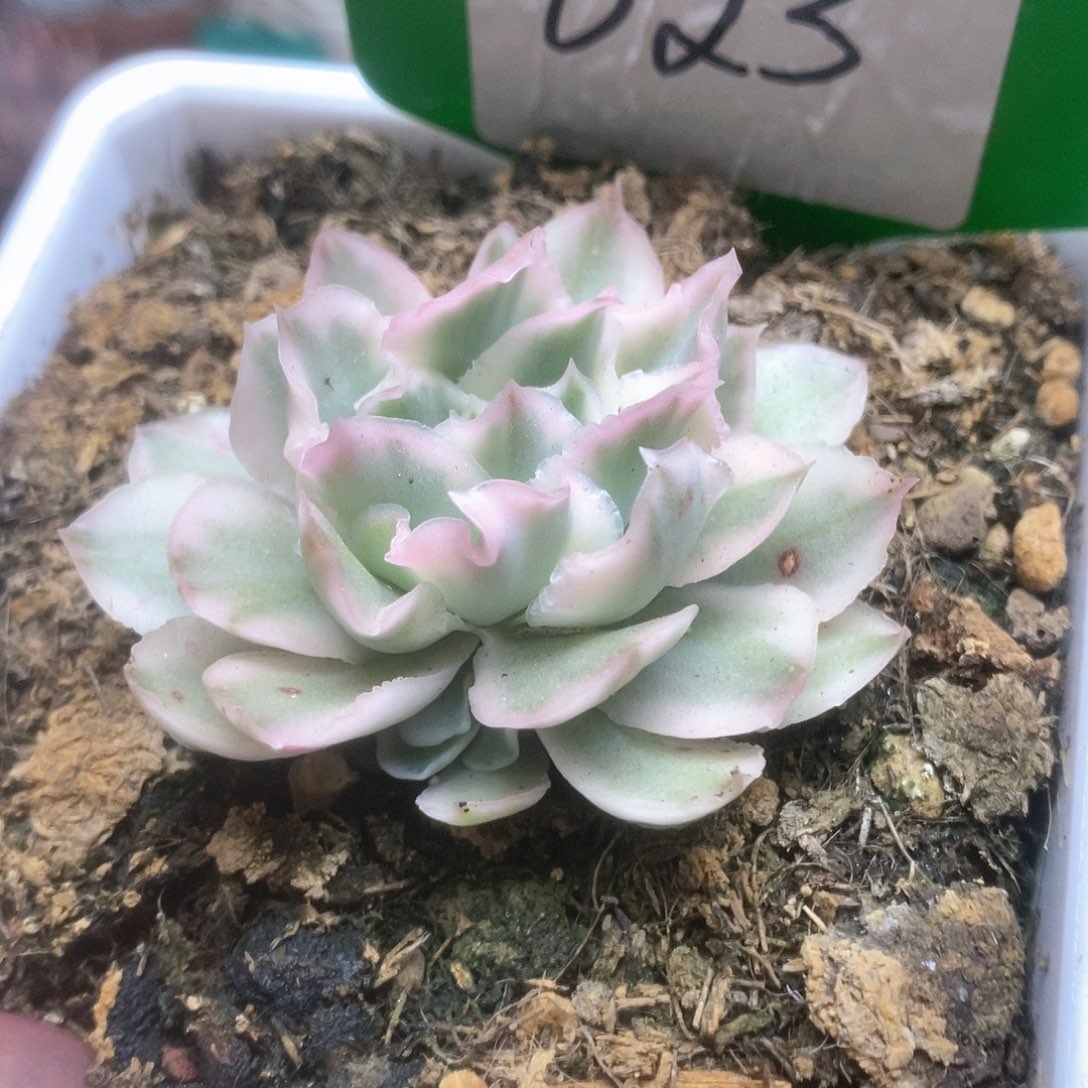 023紫蝴蝶锦锦锦锦锦