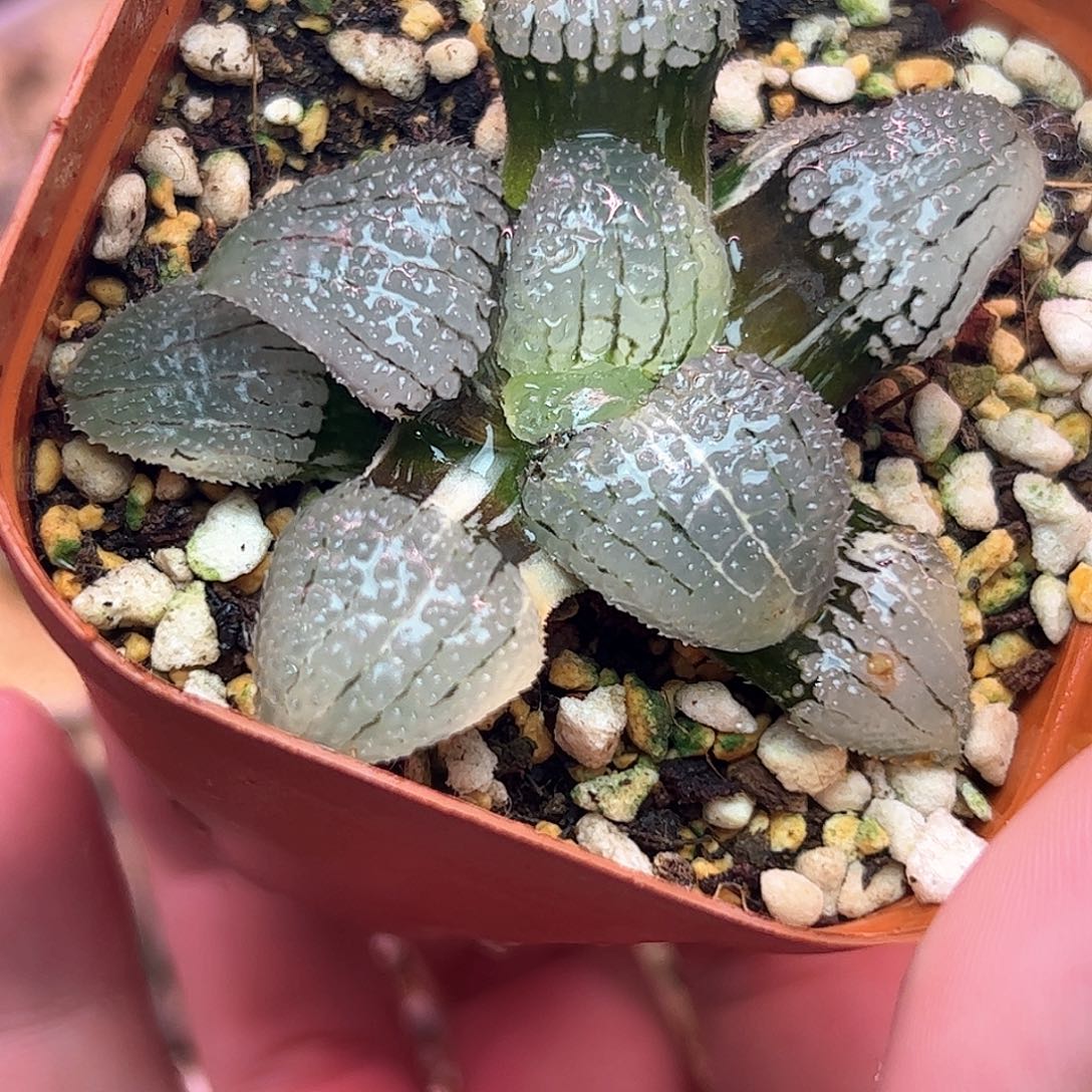 天空之境锦十二卷多肉植物