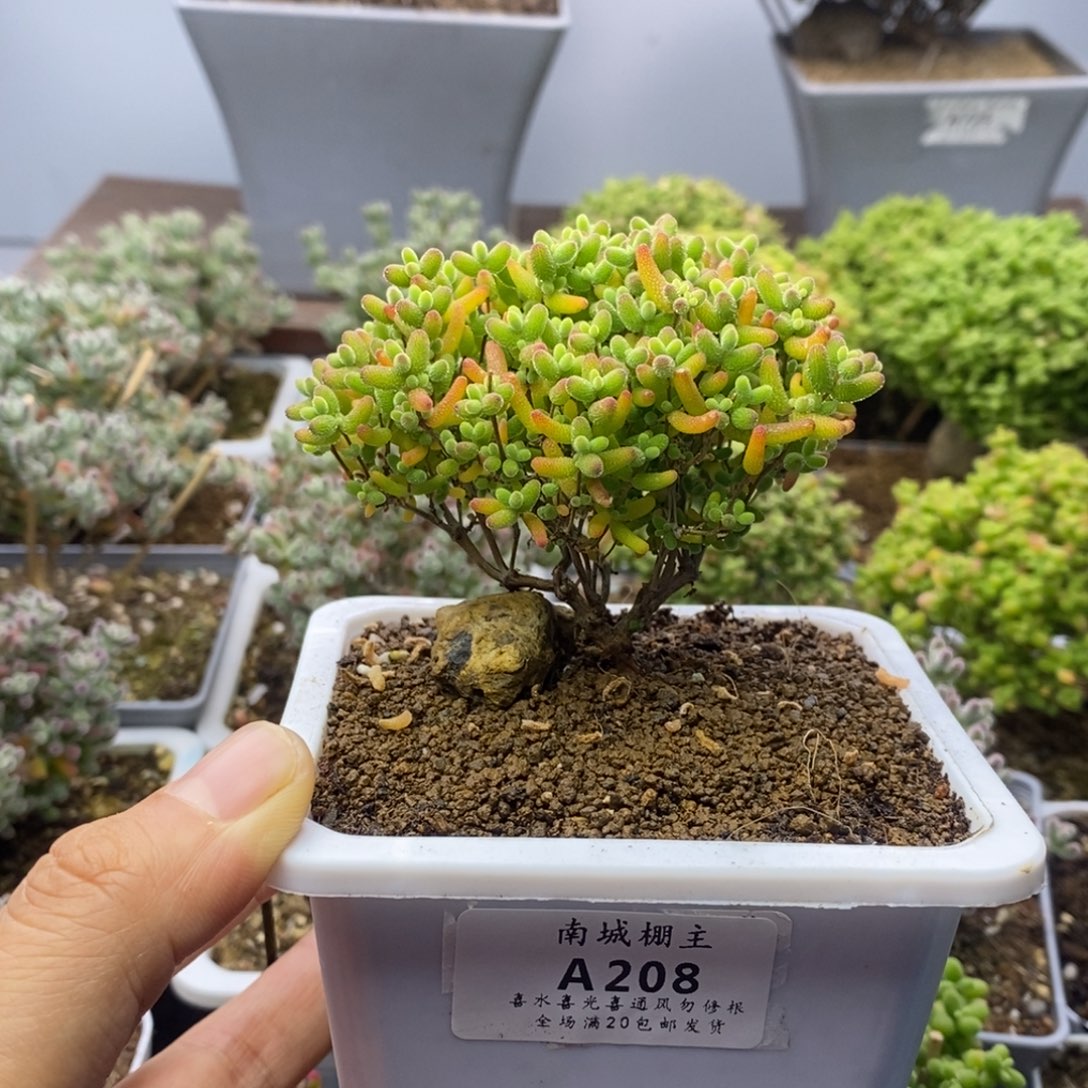 208蜜橘糖球枝干番杏