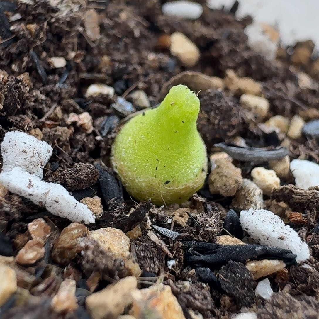 老马生石花小葫芦1820