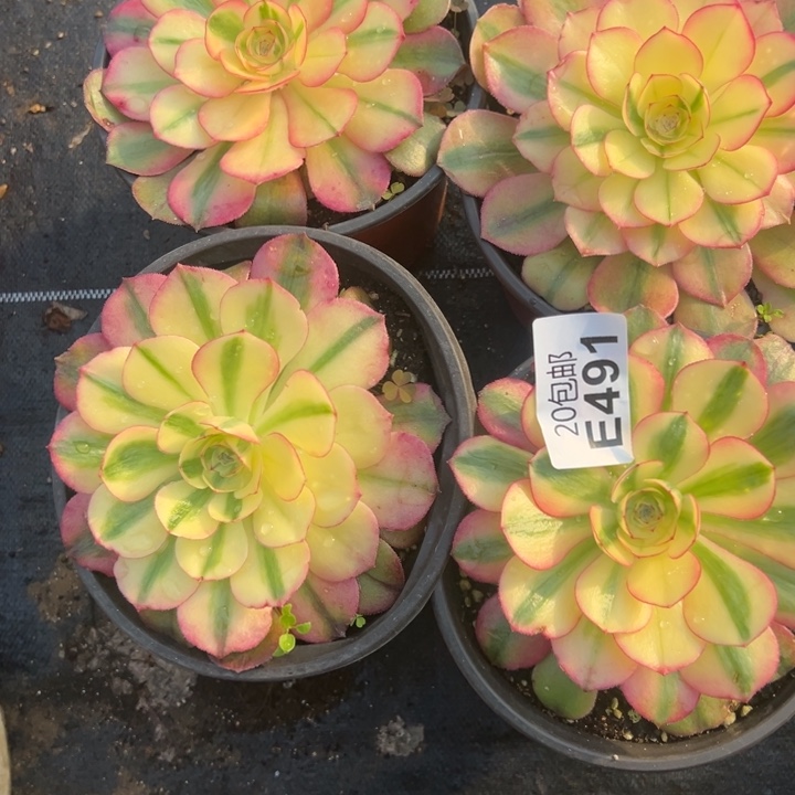 多肉植物491不售后