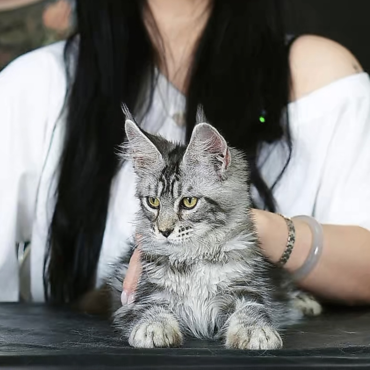 银虎斑色妹妹，两个半月，钱多多缅因猫