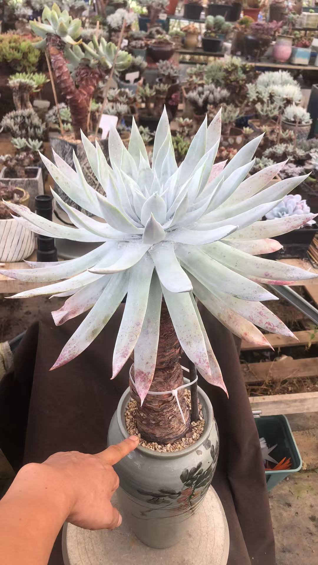 多肉植物美丽风景线 一枝独秀 仙气飘飘 