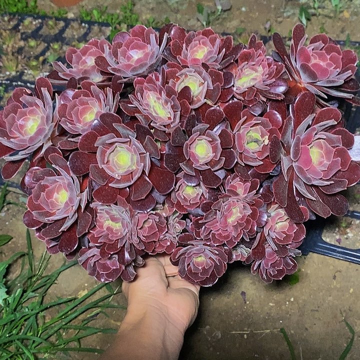 多肉植物保护研究所