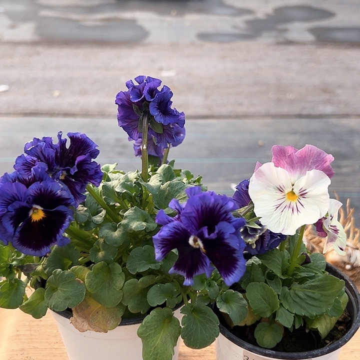 红陶抖音直播闪拍188-189