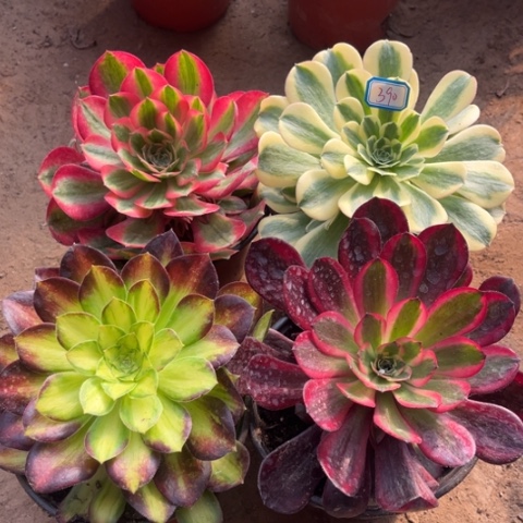 390多肉植物组合