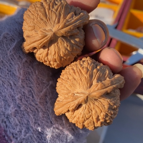 文玩核桃把件博****n43白狮子