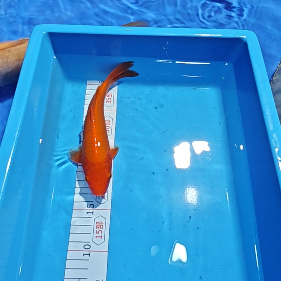 锦鲤不包邮邮费到付