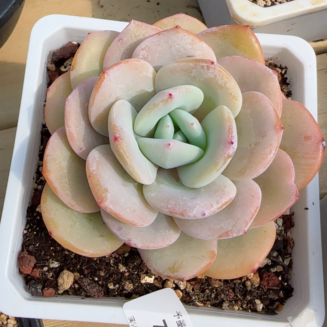 奶茶，7396多肉植物