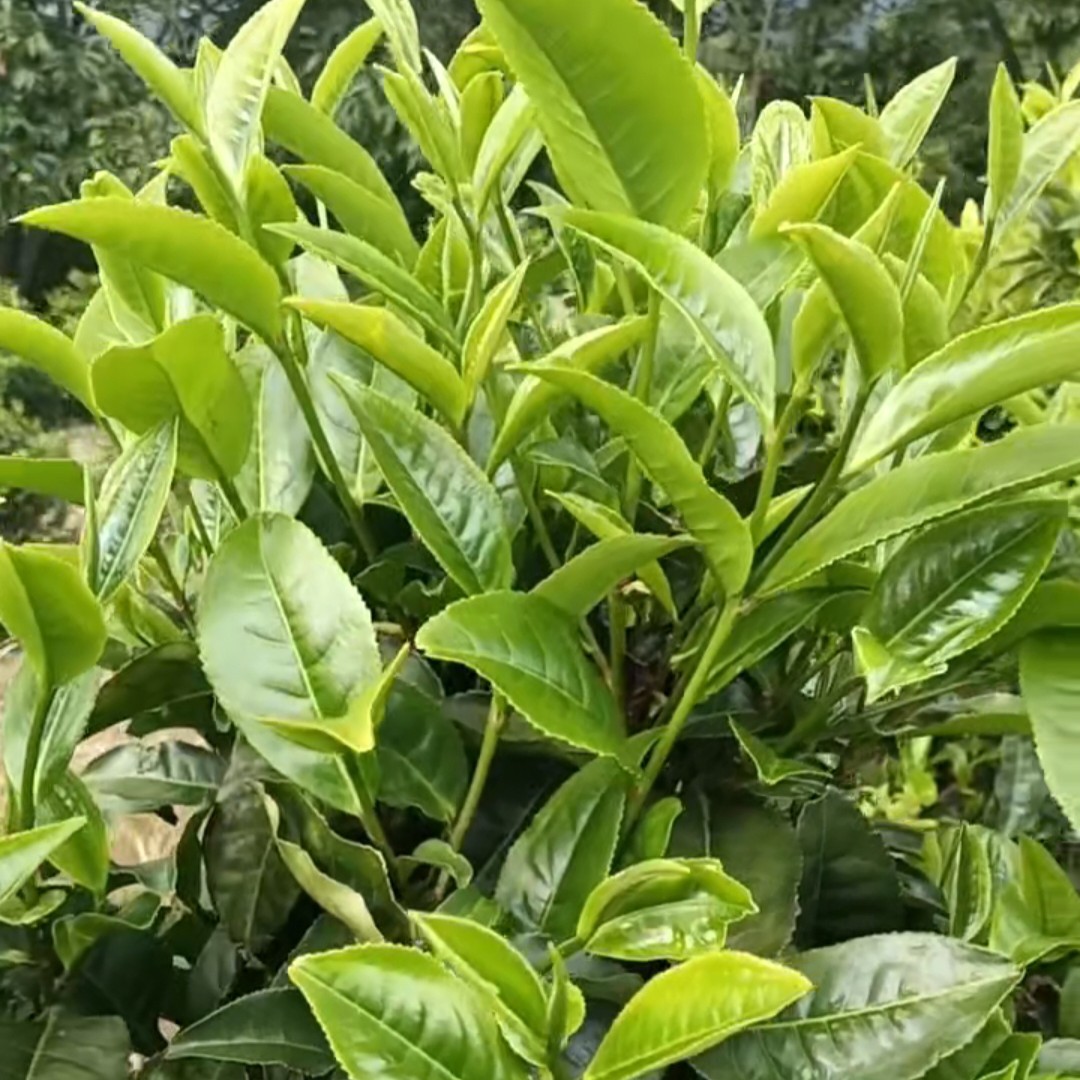 云南深山凤庆手工制茶.不是工厂茶叶.绝无二次加工.原茶原味