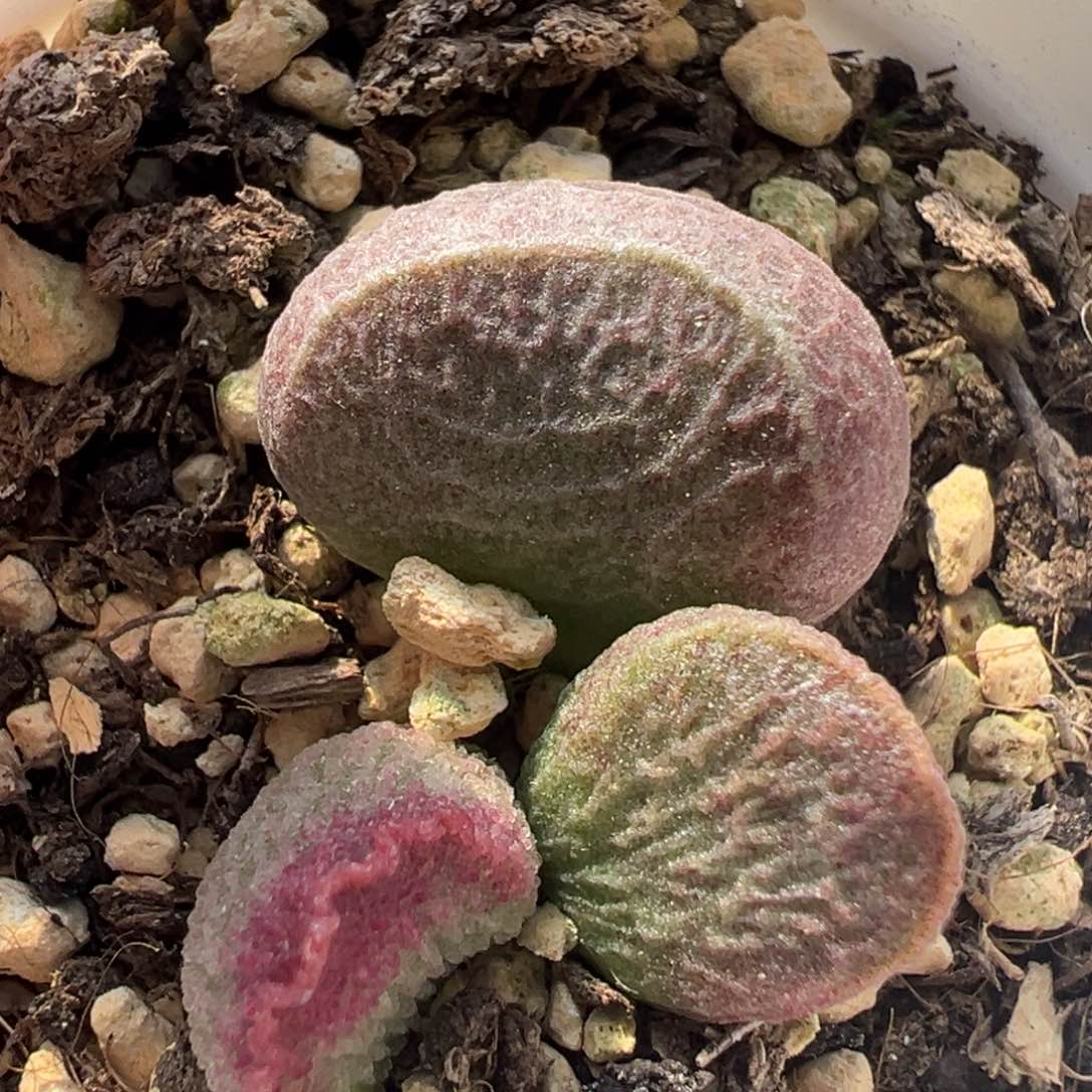 实生新品多肉植物水泡