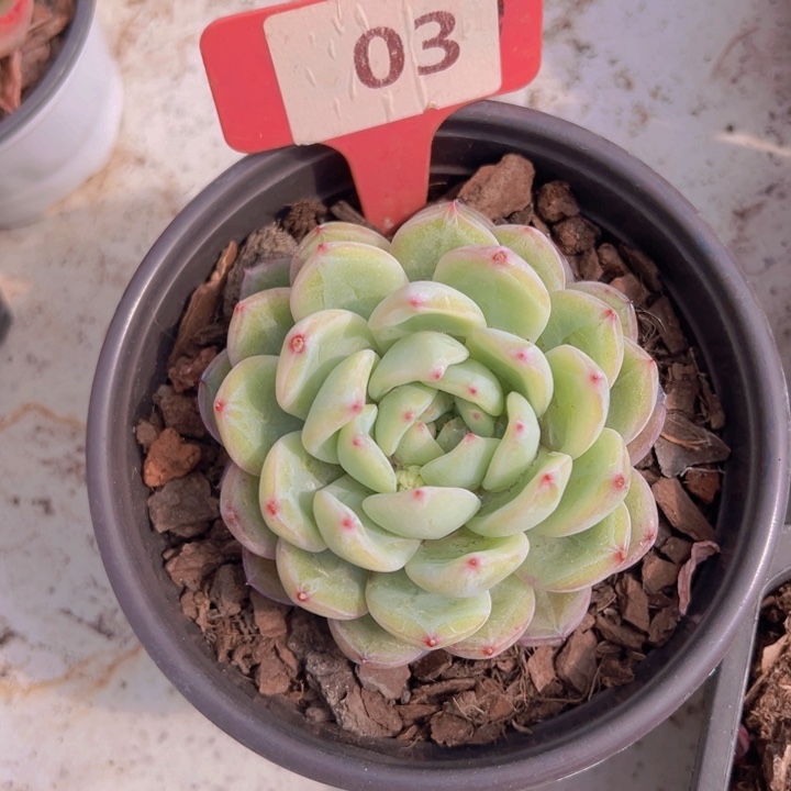 健健康康平平安安