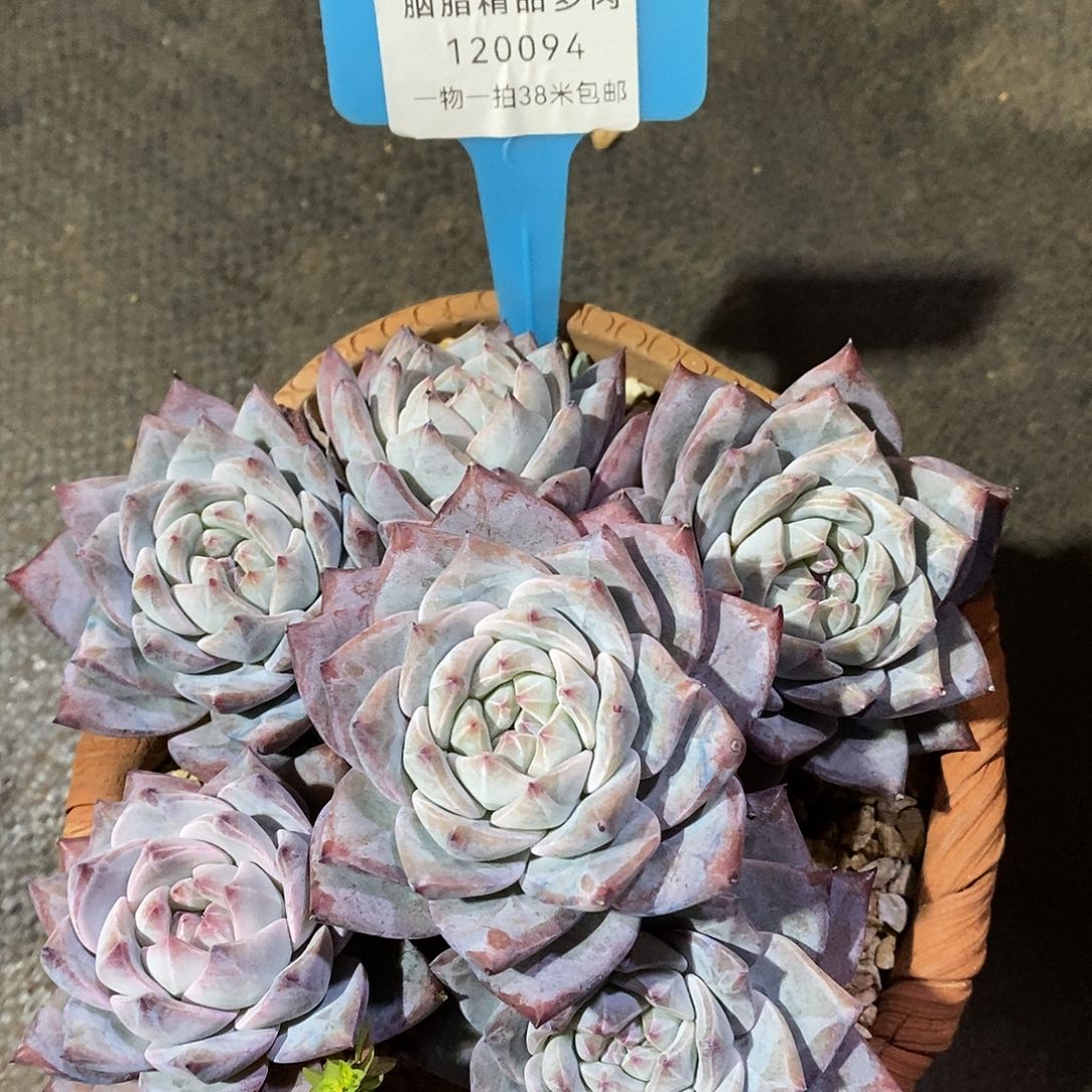 小***瓜120094，阿咪璐璐咯哦组