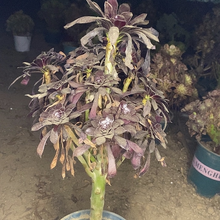 墨法多肉植物003。