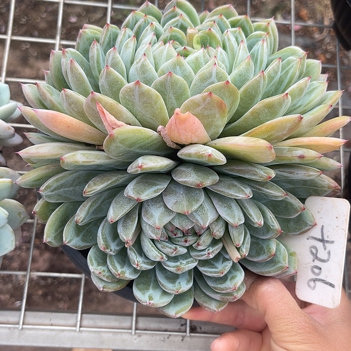 两单包邮，一物一拍206雪花