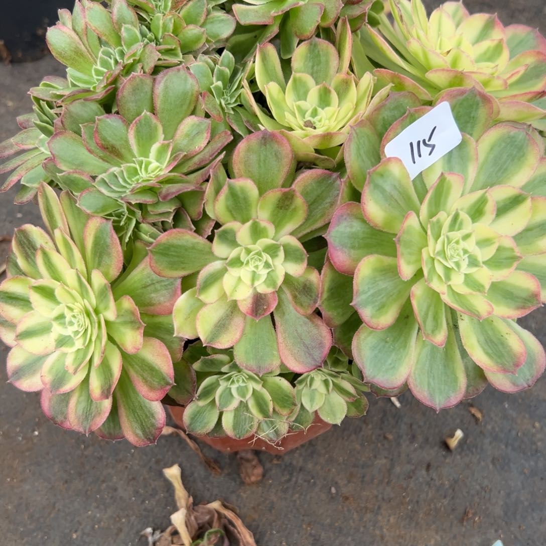 115玉姿缀多肉多肉多肉