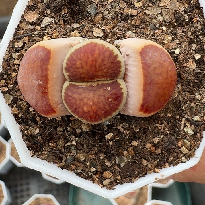 生石花1111。   162