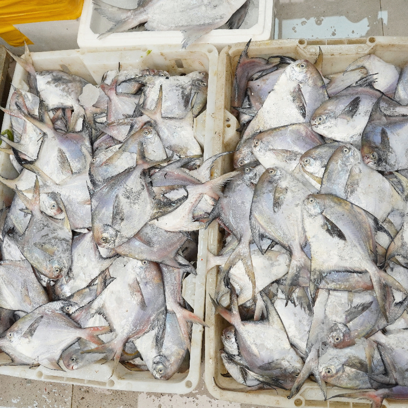 双鲳鱼 双枪鱼 新鲜海鲜水产品 肉质鲜嫩肥美 广东省内顺丰包邮