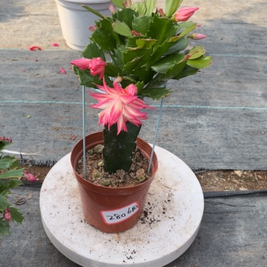 এ***兒068蟹爪兰尾号2806