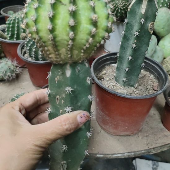 仙人球袖普嫁接依然