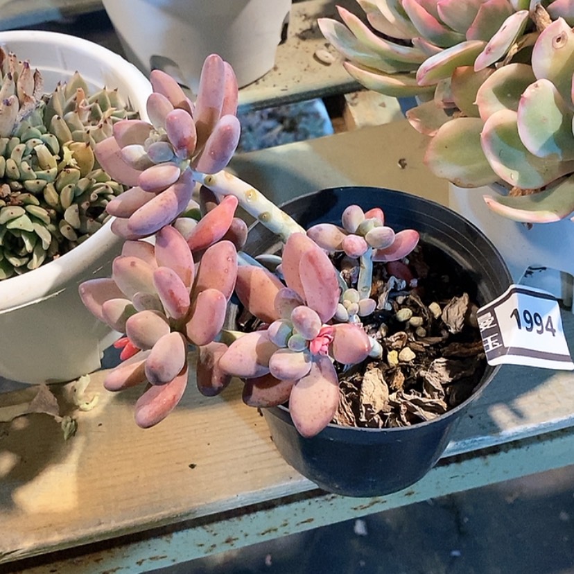 【闪购商品】苹果奶1994