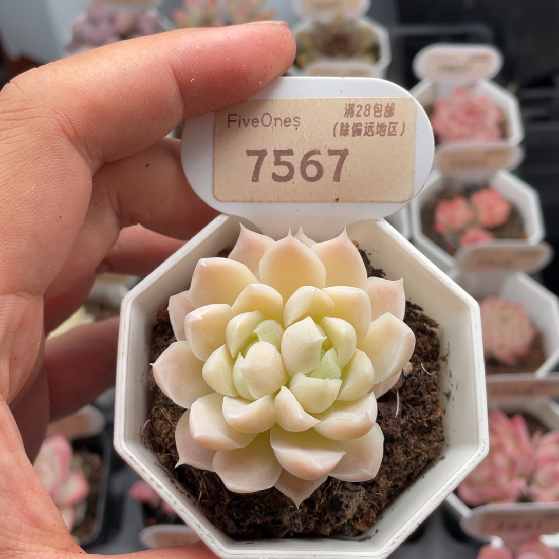 白月影7567-5厘米