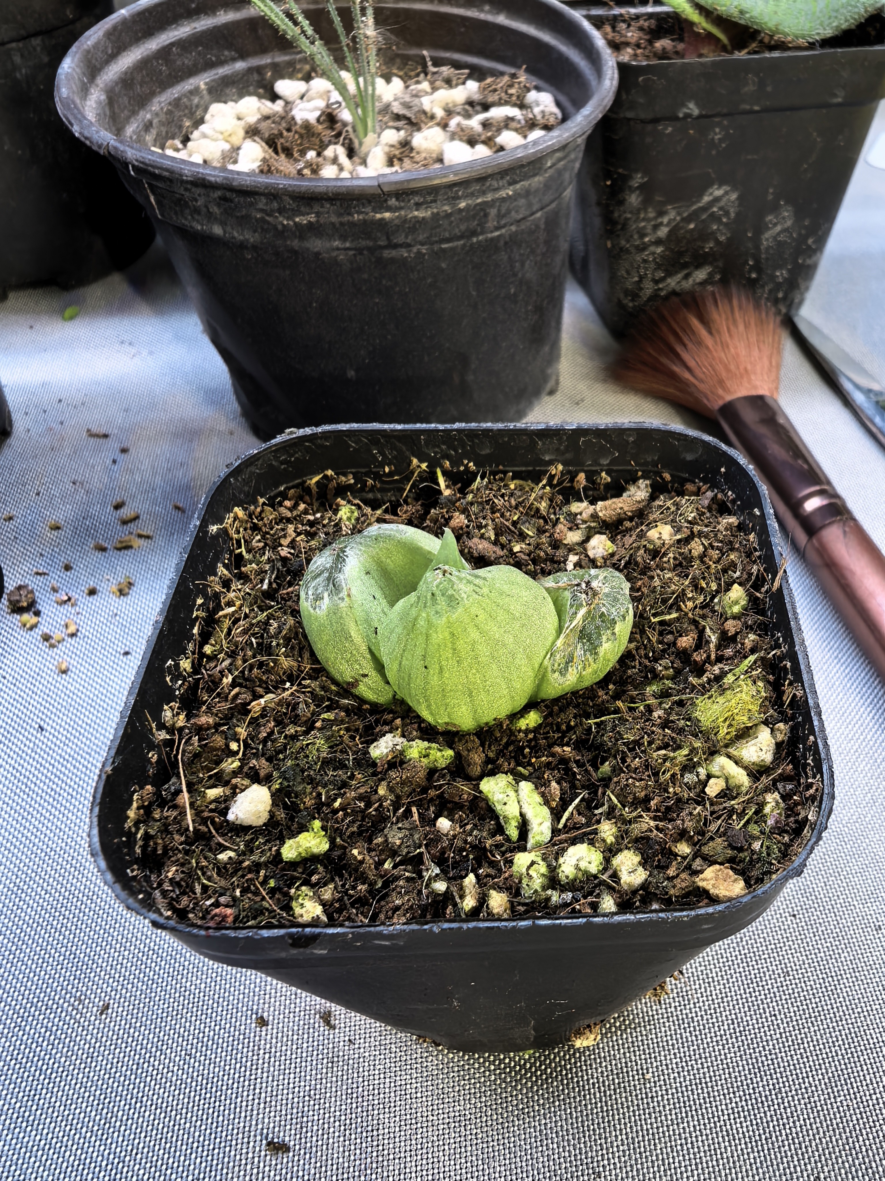 佛座箍多肉植物室内好养盆栽花卉绿植