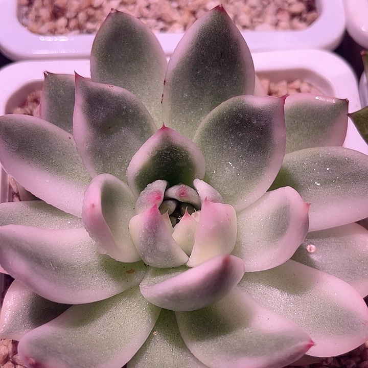 尚品园艺瓷白东云锦