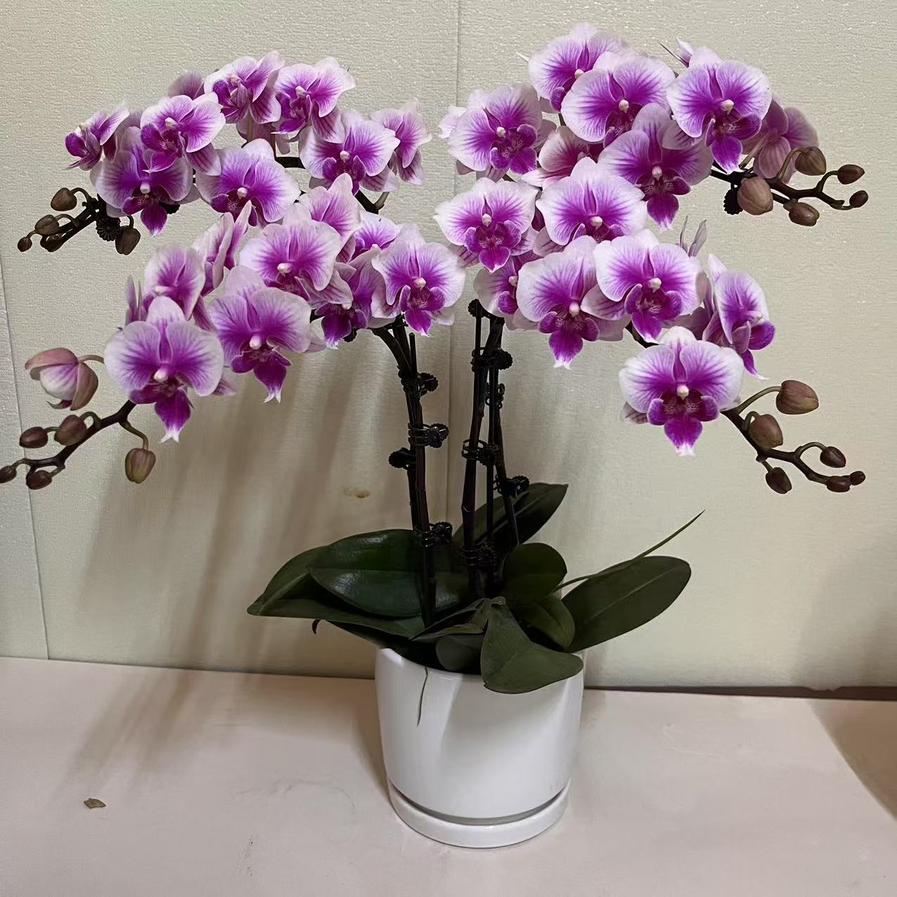 蝴蝶兰【可爱多】双花剑 室内绿植 广州发货