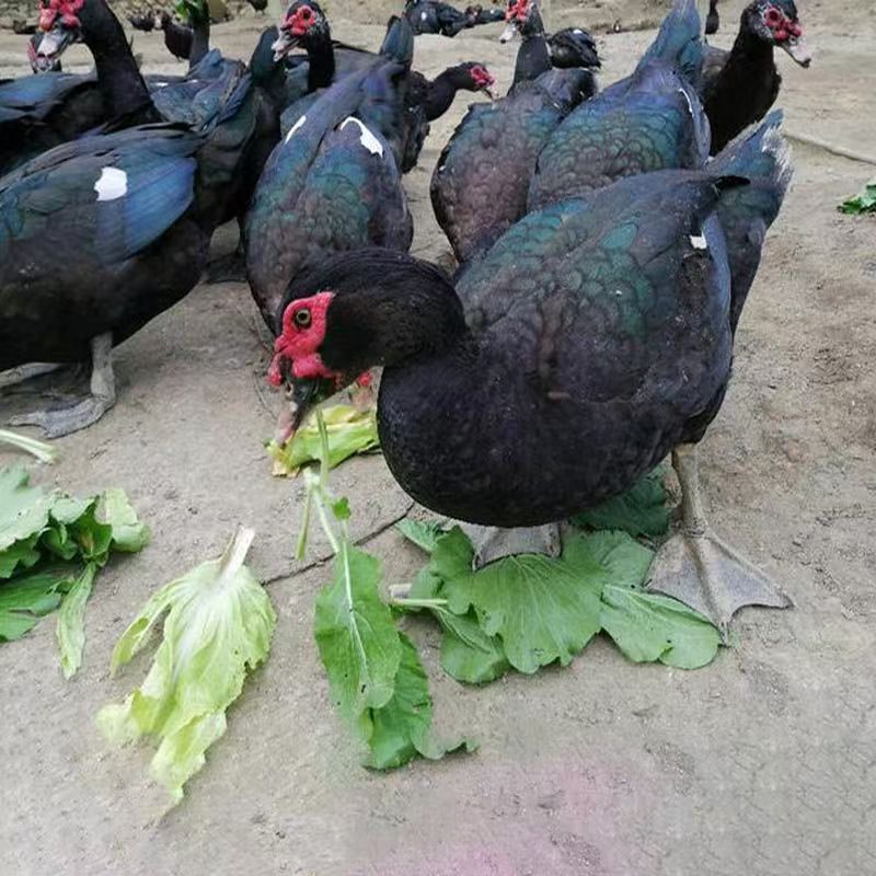 《顺丰包邮》农家散养1年以上土番鸭 现宰现发