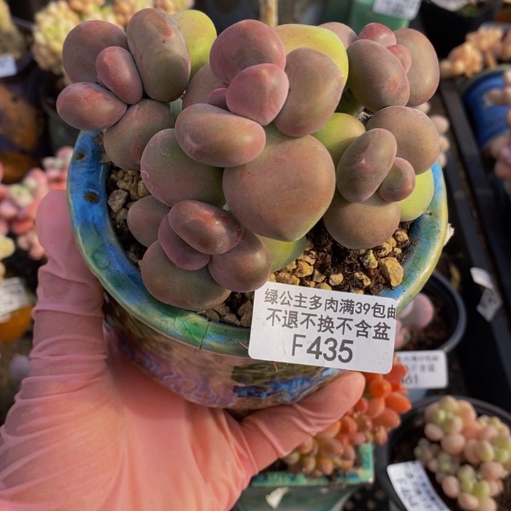 芒果奶9cm435多肉植物