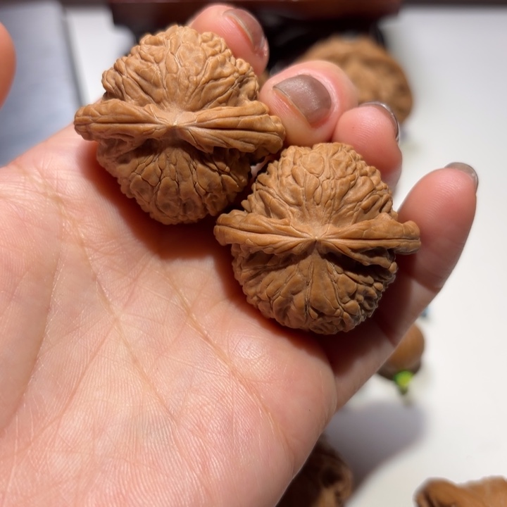 核桃37尺寸白狮子